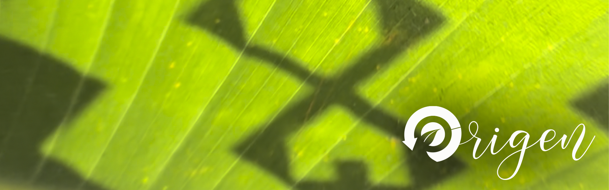 Origen - 70 productos